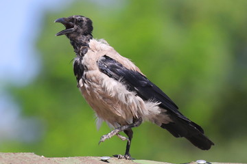 crow Ukraine 2017