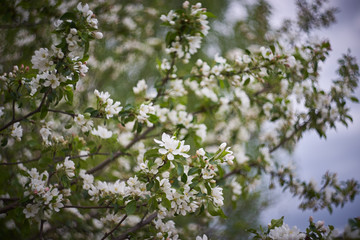 Flowering Apple trees.