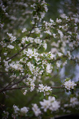 Flowering Apple trees.