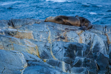Sea Lion in Channel Beagle - Ushuaia