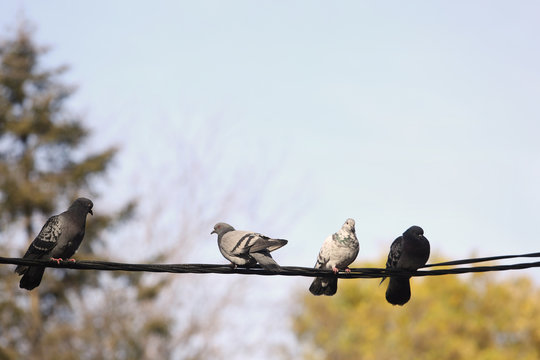 Pigeons resting on telephone pole cable in row with trees in background