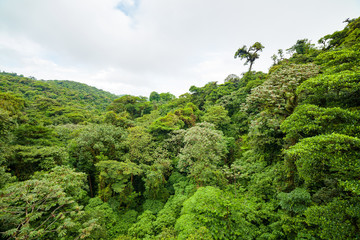 Obraz premium Lush rainforest canopy Monteverde Costa Rica