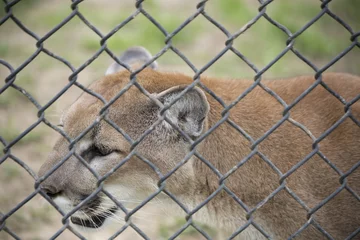 Cercles muraux Puma Lion de montagne