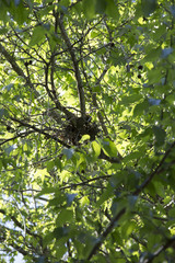 Bird Nest