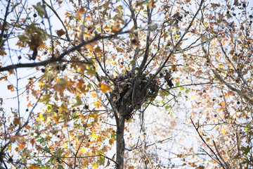 Bird Nest