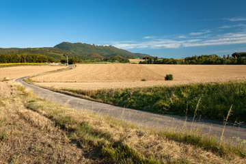 Fototapeta na wymiar Typical French landscape in summer with grain fields