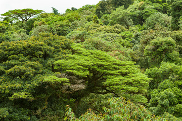 Fototapeta premium Lush rainforest canopy Monteverde Costa Rica