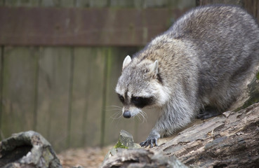 Raccoon, Washing Bear (Procyon lotor)