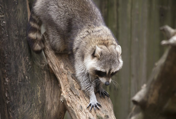 Raccoon, Washing Bear (Procyon lotor)