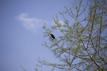 Red-Winged Blackbird