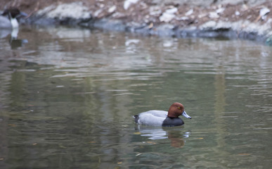 Redhead Duck