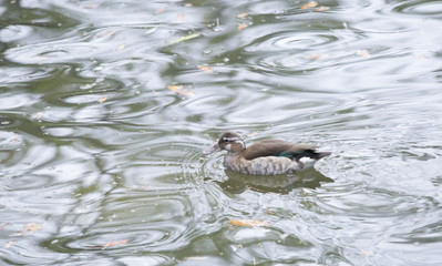Ringed Teal Duck