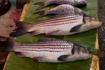 Fish at market