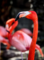 Obraz premium Pink flamingo portrait