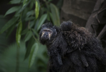 Saki Monkey Family