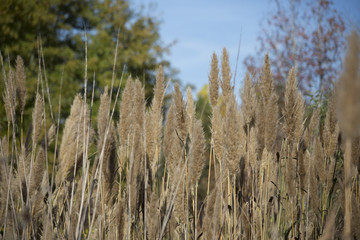Water Reeds