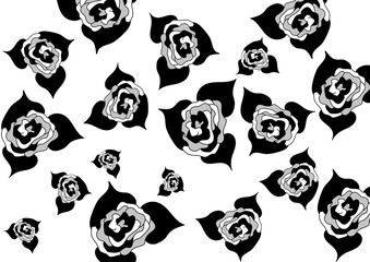 Buds of roses of different size on a white background.