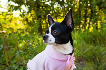 Black and white small chihuahua dog sitting in the forest in sunny light and looking into the distance. Chihuahua in a pink jacket.