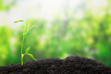 Young sprout. Green seedling growing from soil on bright background. Can be used for Earth Day, Ecology, enviornment protection