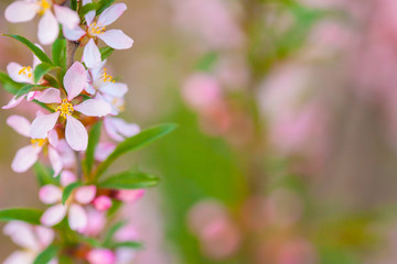 Pink flowers of wild rosemary. Shrub, wild rosemary blooming. Flowering plants.