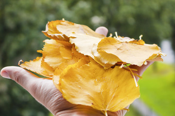 yellow leaves on hand