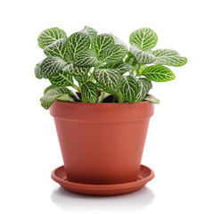House plant Fittonia