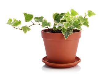 Home plant Hedera