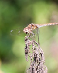 dragonfly perched on dead plant bokeh focus