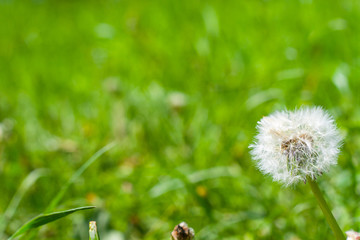 Photo for postcard. Place the graphic on a green background. Dandelion on background green grass. Macro. Fluffy white head of a dandelion. Lush green grass in the background.
