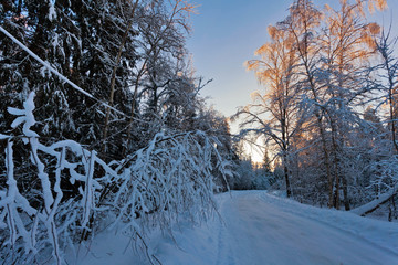 winter forest