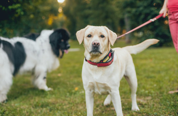 Beautiful newfoundland and labrador retriever dog in the park.