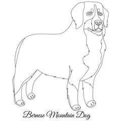 Bernese Mountain dog outline
