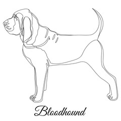 Bloodhound dog outline