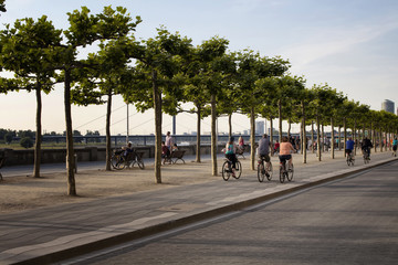 Obraz premium People ride bicycles by Rhine (Rhein) river. Tree line is also in the view. Image communicates lifestyle and culture of Dusseldorf.