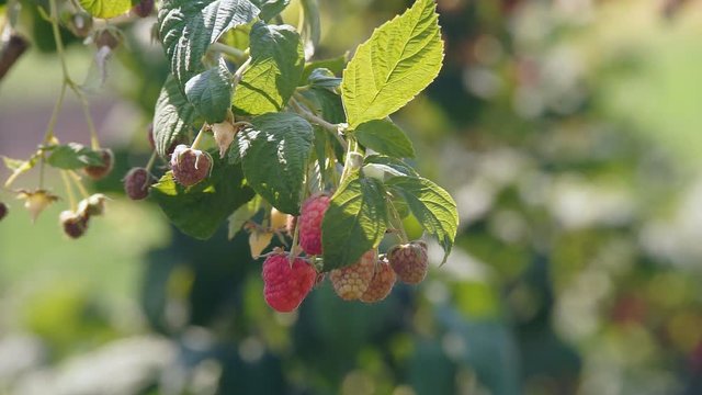 Ripe raspberry bush on a sunny summer day. Raspberry on a branch close-up, Raspberry bush in a summer garden. Picking ripe raspberries in the garden