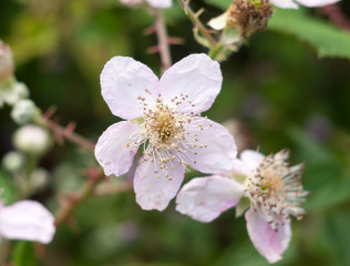 beautiful white sharp petals of bramble plant (Rubus fruticosus)