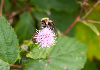 bumble bee on pink milk thistle flower head