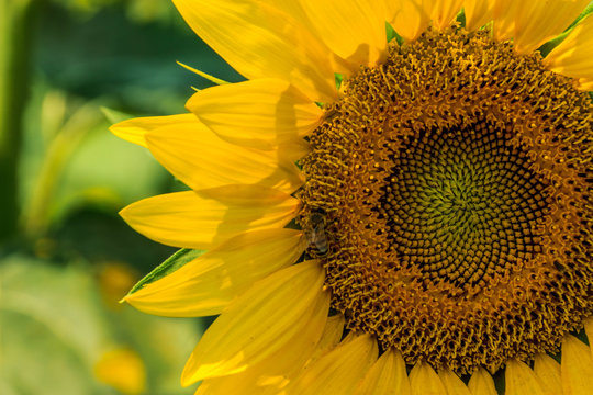 Close up sunflower and bee