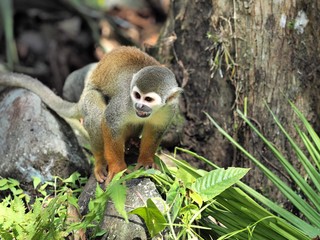 Saïmiri en Equateur