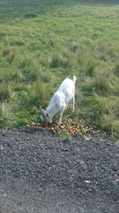koza trawa biała zwierzę jabłka jabłko 