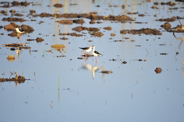 The sea bird