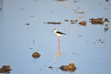 The sea bird
