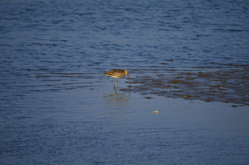 The sea bird