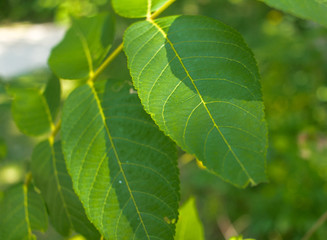 Green Leaves