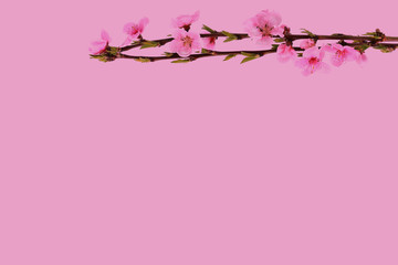 Obraz na płótnie Canvas Pink blossom