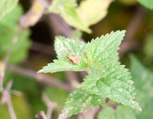 small new baby single dock bug resting on leaf Coreus marginatus
