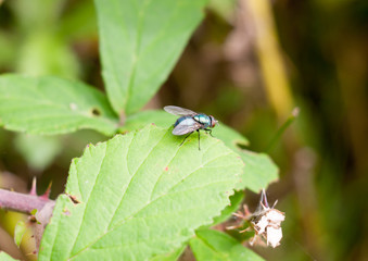 small ugly green fly on leaf Common green bottle fly Lucilia sericata