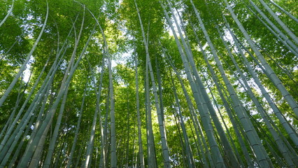 Obraz na płótnie Canvas Arashiyama mountain Kyoto Japan famous landmark for tourist with bamboo forest