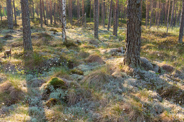 Fototapeta premium Morning light in forest