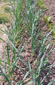 Vegetable garden greenery with rows of garlic